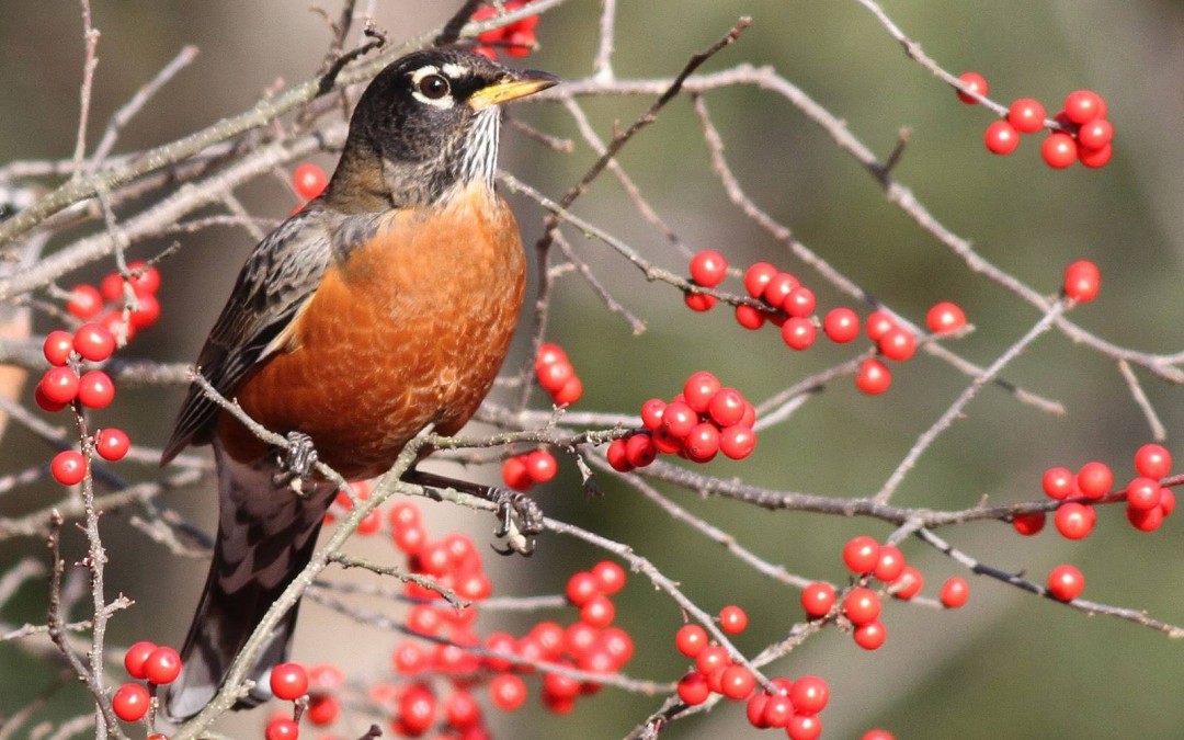 Intro to Bird Language